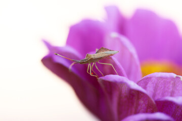 Insect on pink flower.    Gonocerus acuteangulatus