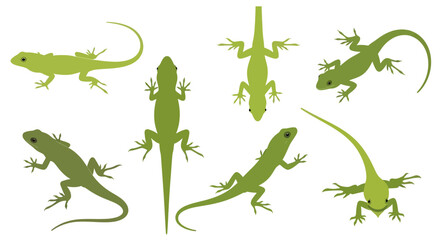 Green anole lizards in various poses on white background  