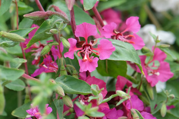 Purple Clarkia unguiculata, elegant clarkia, in flower.