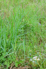 Vibrant green blades of Panicum repens commonly known as Torpedo grass or Couch panicum thrive naturally outdoors A lush Victoria grass scene embodying wild growth and ecological resilience