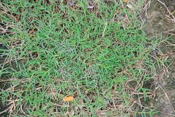 Vibrant green Bermudagrass Cynodon dactylon spreading vigorously as a common ground cover showcasing its resilient nature in an outdoor environment