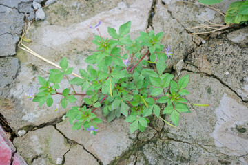 A beautiful Cleome rutidosperma Fringed spiderflower bursts with green leaves and delicate purple blossoms from the cracks of a concrete urban environment