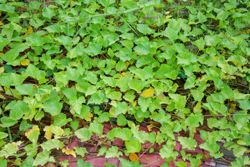 Vibrant Green Leaves of Operculina turpethum the Transparent Wood Rose Spreading Across a Textured Red Surface Showcasing Tropical Vine Growth