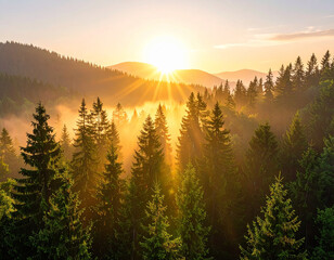 A dreamy sunrise over a dense pine forest with morning mist, soft golden light filte