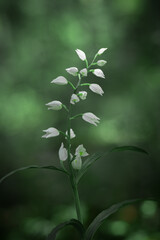 Buławnik mieczolistny z białymi kwiatami na zielonym tle, delikatne kwiaty w naturalnym środowisku, zdjęcie makro © Henryk Guziak