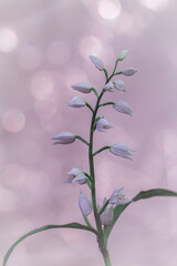Delikatne białe kwiaty buławnika mieczolistnego na łodydze z efektem bokeh, zdjęcie makro na pastelowym tle © Henryk Guziak