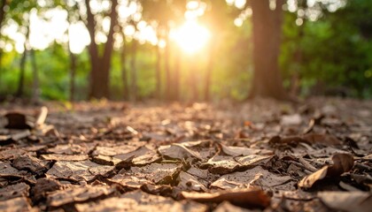 Dried earth floor with sunlight