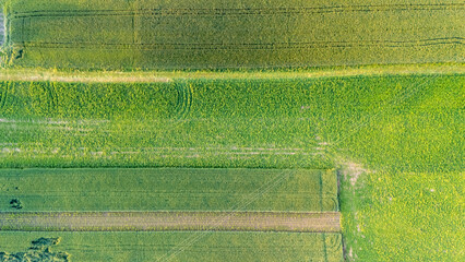 Aerial view of vibrant green agricultural fields showcasing rows of crops and patterns created by...