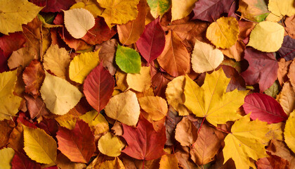 Fototapeta premium Colorful Autumn Leaves Background Texture