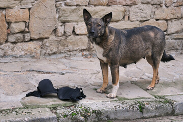 Stray dog and bra