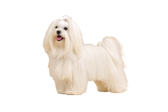 White Maltese dog with long silky coat and small red bow in topknot hair, isolated on a transparent background