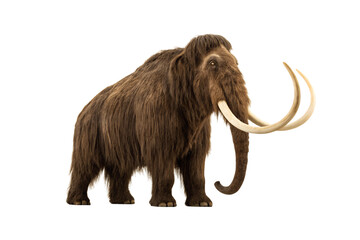 Obraz premium Woolly mammoth with thick brown coat and prominent curved tusks facing forward displaying trunk, isolated on a transparent background