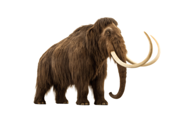 Woolly mammoth with thick brown coat and prominent curved tusks facing forward displaying trunk, isolated on a transparent background