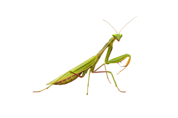 Praying mantis stands alert with green body, triangular head, folded arms, long antennae, predatory posture, isolated on a transparent background
