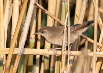 Savi's warbler, Locustella luscinioides. A bird sits in a reed thicket on the riverbank