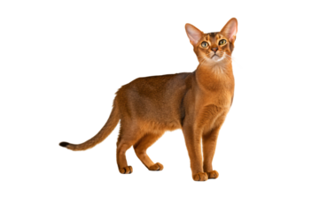 Beautiful ruddy Abyssinian cat standing in profile showing its athletic build and copper-colored coat, isolated on a transparent background