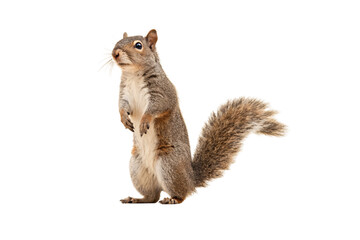 Obraz premium Eastern gray squirrel sits upright with fluffy tail and white belly, displaying typical rodent posture, isolated on a transparent background