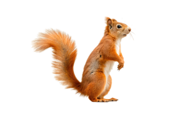 Red squirrel with vibrant orange fur stands alert with characteristic bushy tail and white chest markings, isolated on a transparent background