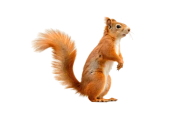 Keuken achterwand Eekhoorn Red squirrel with vibrant orange fur stands alert with characteristic bushy tail and white chest markings, isolated on a transparent background  © Tanicsean