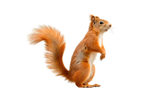 Red squirrel with vibrant orange fur stands alert with characteristic bushy tail and white chest markings, isolated on a transparent background