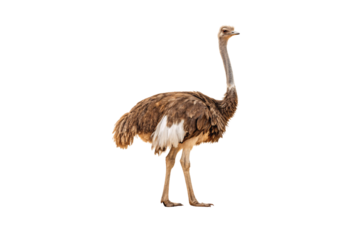 Female ostrich shows mottled brown feathers and elegant neck curve in classic bird standing pose, isolated on a transparent background