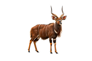 A reddish-brown male nyala antelope with spiral horns and white stripes stands gracefully, isolated on a transparent background