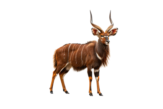 A reddish-brown male nyala antelope with spiral horns and white stripes stands gracefully, isolated on a transparent background