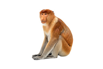 Naklejka premium Proboscis monkey with prominent nose and reddish-brown fur sitting in three-quarter view position, isolated on a transparent background