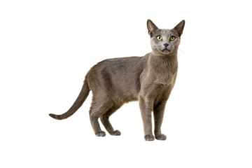 Gray shorthair cat with amber eyes standing with confident posture displaying its athletic build, isolated on a transparent background