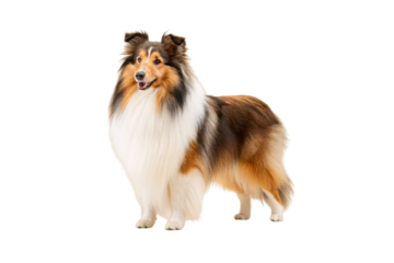 Shetland sheepdog with beautiful tri-colored coat standing proudly with flowing fur and alert expression, isolated on a transparent background