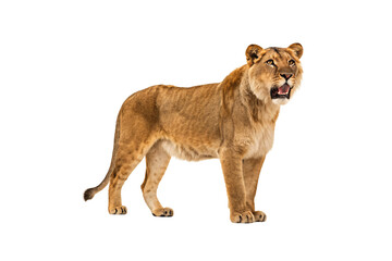 Obraz premium Adult lioness in profile stance with mouth open displaying fangs and golden brown coat, isolated on a transparent background