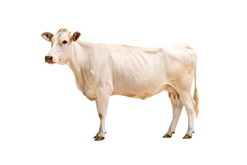 White dairy cow standing in profile view showing full body and udder, isolated on a transparent background