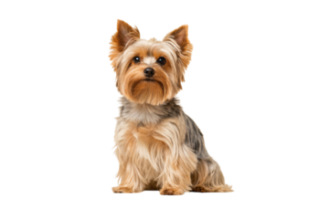 Cute small Yorkshire Terrier dog with flowing coat and alert expression sitting upright, isolated on a transparent background