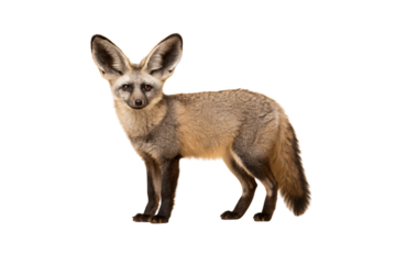 Bat-eared fox with oversized ears, grayish-brown fur, and alert expression standing in profile, isolated on a transparent background