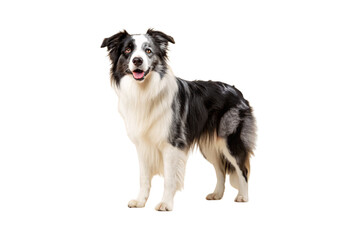 Fototapeta premium Black and white Border Collie dog with fluffy coat standing facing forward with happy expression, isolated on a transparent background
