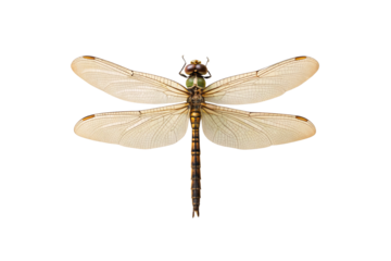 Golden dragonfly with amber-tinted wings and brown body showing detailed wing structure and anatomy, isolated on a transparent background