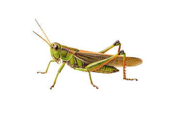 Fototapeta premium Colorful grasshopper with vibrant green body and orange-red legs in detailed side profile, isolated on a transparent background