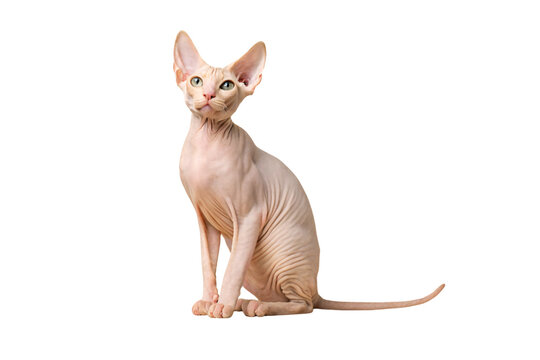 Hairless sphynx cat with large ears sitting upright showing wrinkled skin and alert expression, isolated on a transparent background