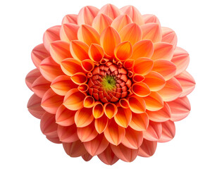 Fototapeta premium View of Coral and Orange Dahlia in Minimalist Floral Arrangement, Isolated PNG