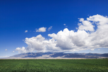 field of grass and blue sky