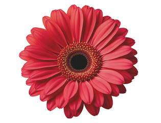 red gerbera daisy flower isolated on white background