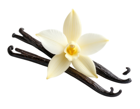  Vanilla Flower and Curved Pods in Minimalist Arrangement, Front View, Isolated on White