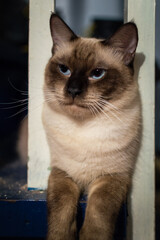 Siamese cat
