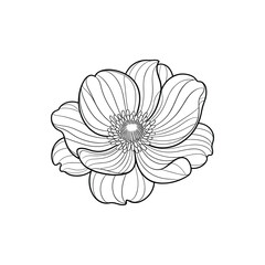 Delicate black and white anemone flower illustration bloom petals