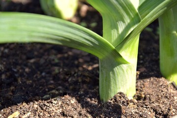 Leeks grow in a raised bed.