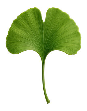 Ginkgo biloba leaf with fan-shaped, bilobed form and radiating vein pattern