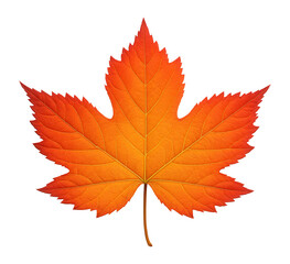 Fototapeta premium Tri-lobed maple leaf with a serrated edge and reddish-orange gradient