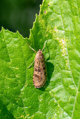 Top view of a rush veneer moth (Nomophila noctuella) sitting on a cucumber leaf