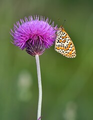 wildlife photos. photos of butterflies in natural areas.