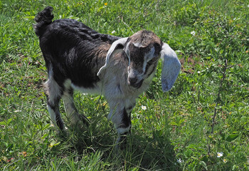 Baby goat in the field